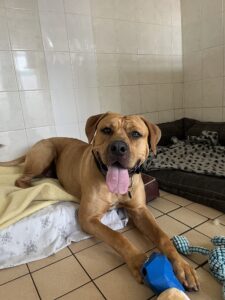 Pet Image